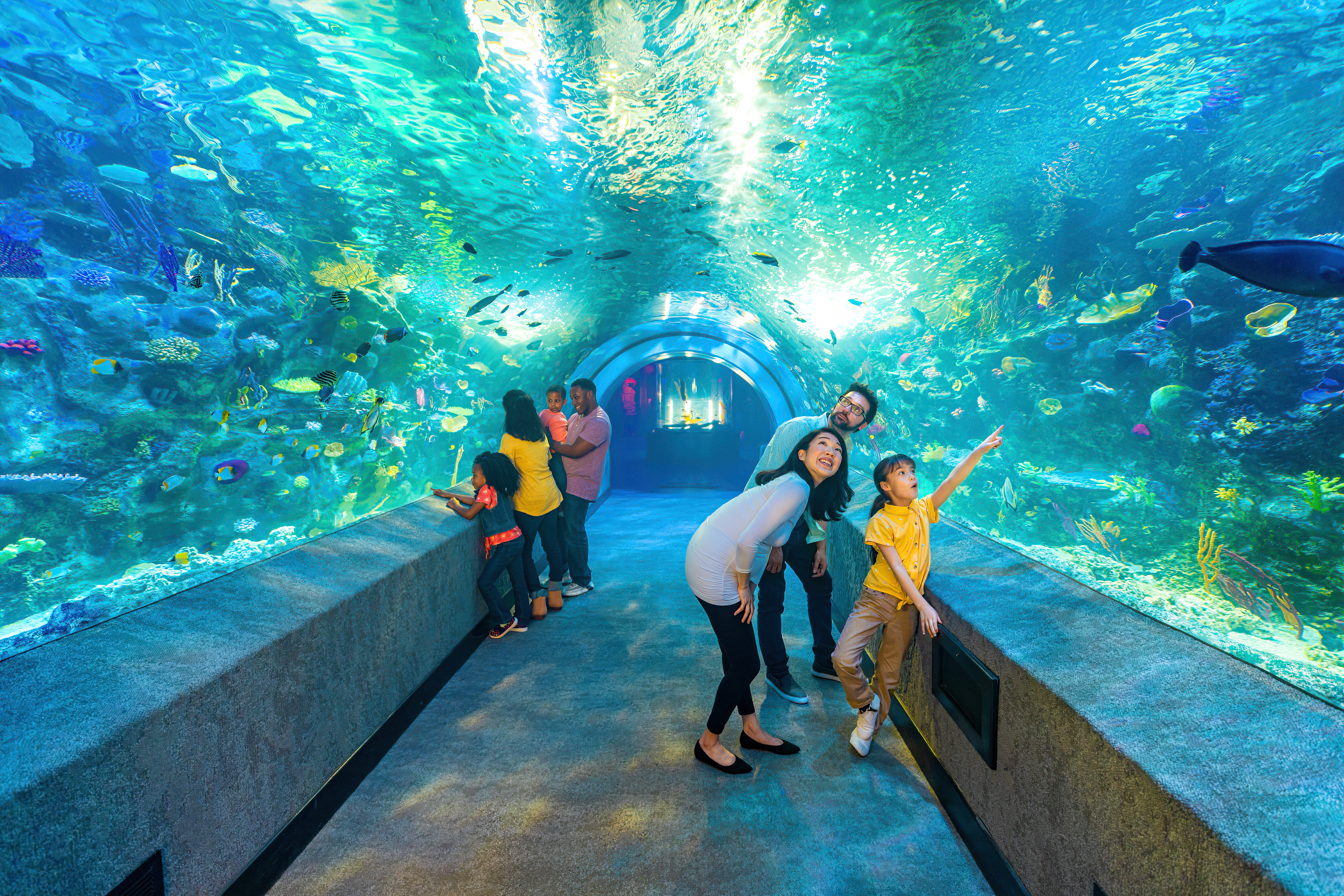 Aquarium visitors in an underwater tunnel looking at fishes