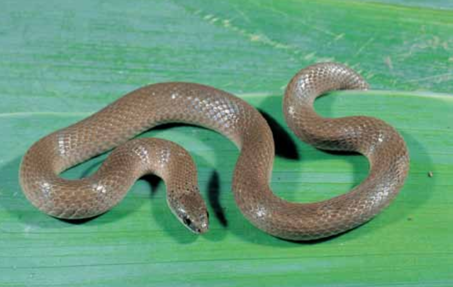 Smooth Earth Snake